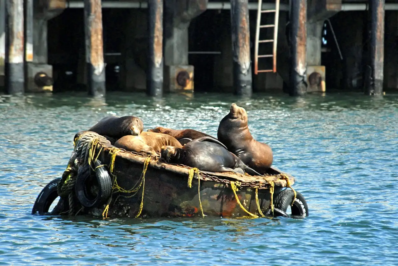 California sea lions resting on a buoy in a harbor