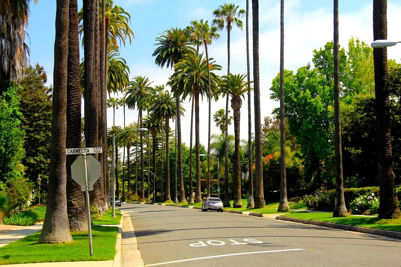 A quiet palm-lined residential street with a stop sign in Beverly Hills