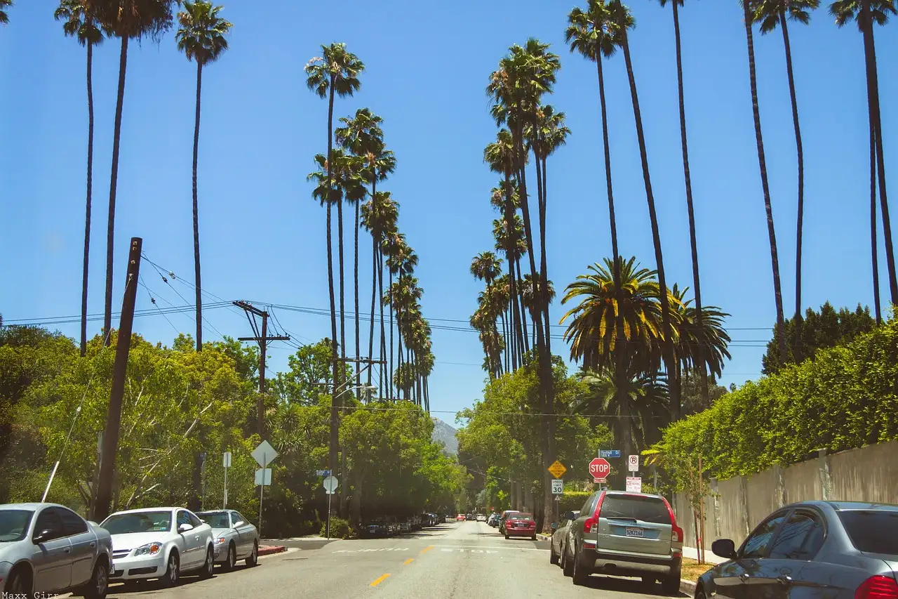 A straight street lined with tall palm trees and parked cars under a blue sky in Beverly Hills