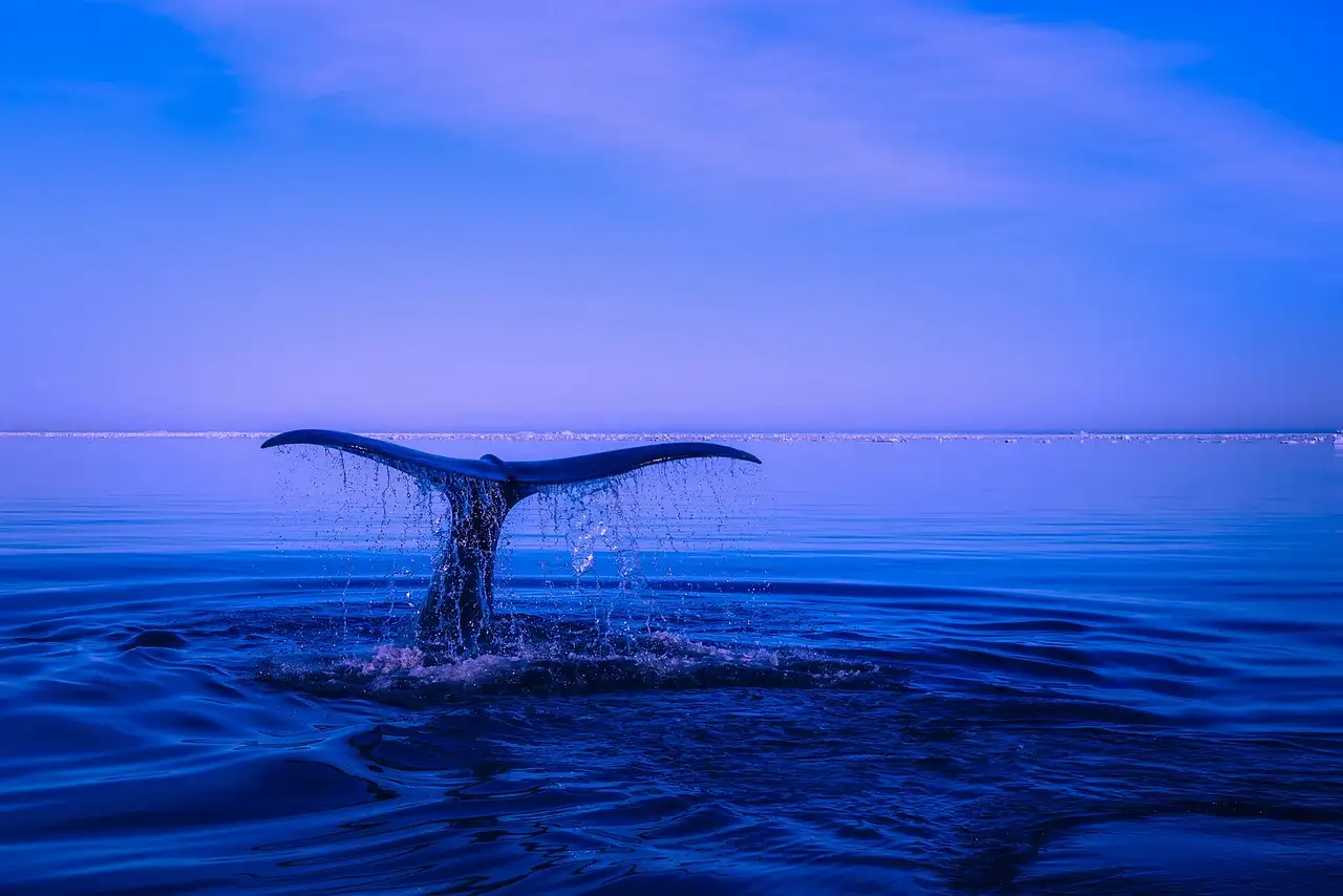 The tail of a whale rising out of a calm blue sea
