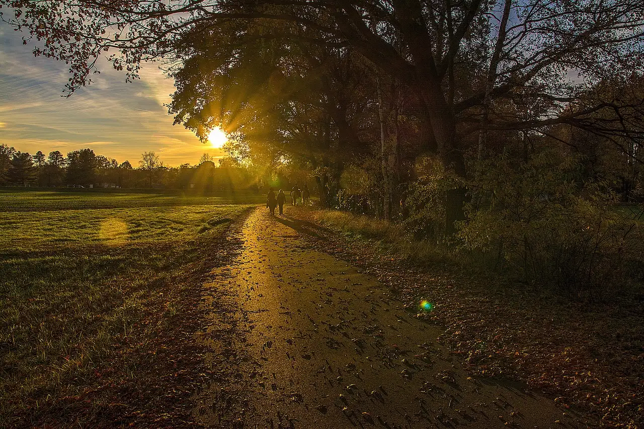 A dirt path between a meadow and trees with the sun setting behind