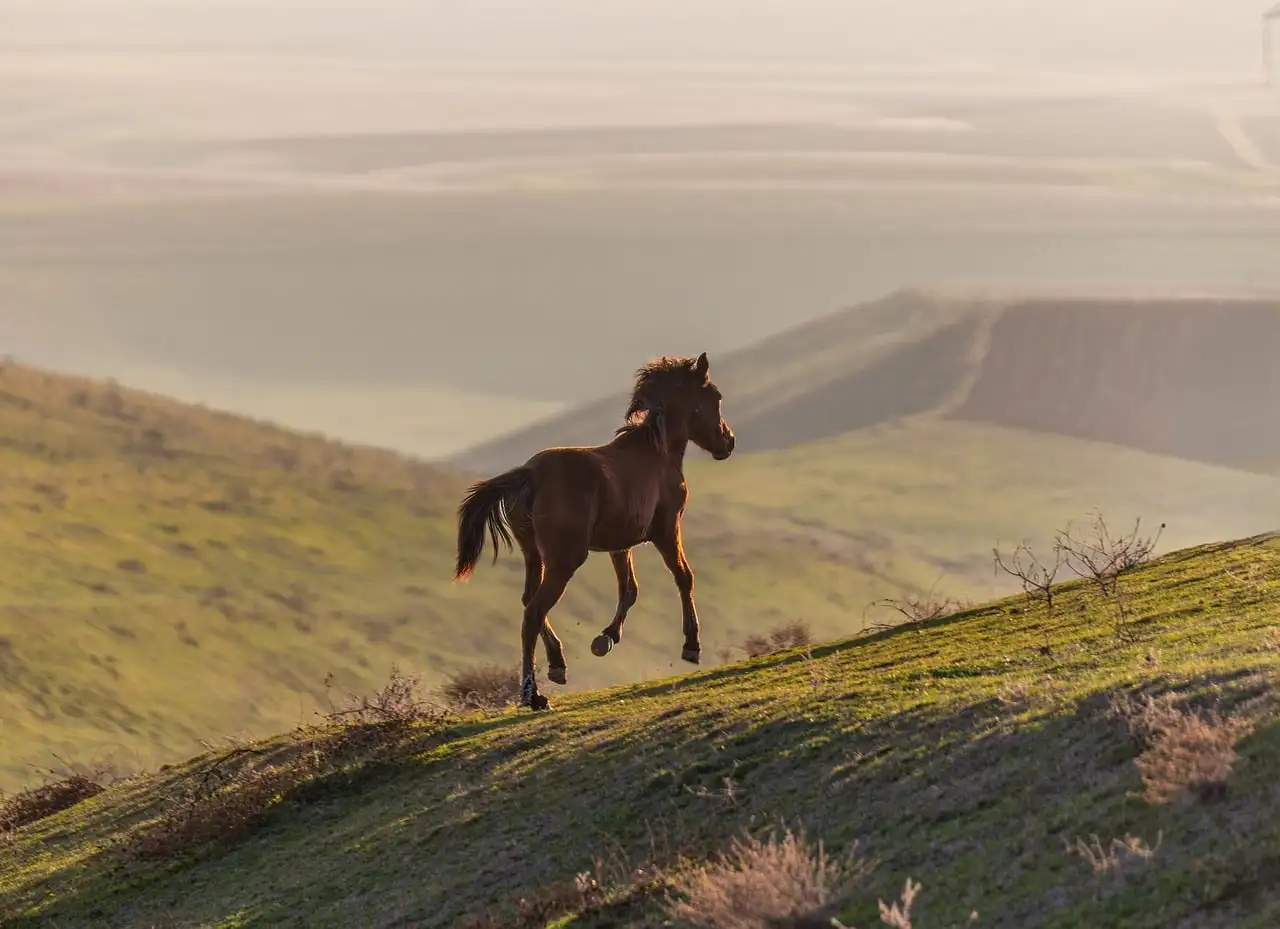 A dark horse trotting up a grassy hillside in soft evening light