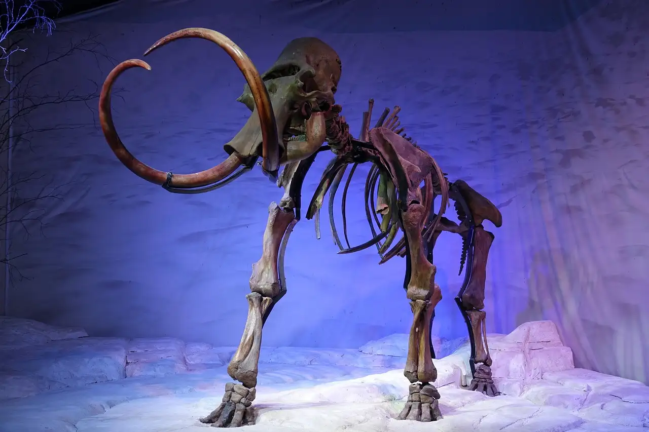A mammoth skeleton with long curved tusks on a snowy museum display