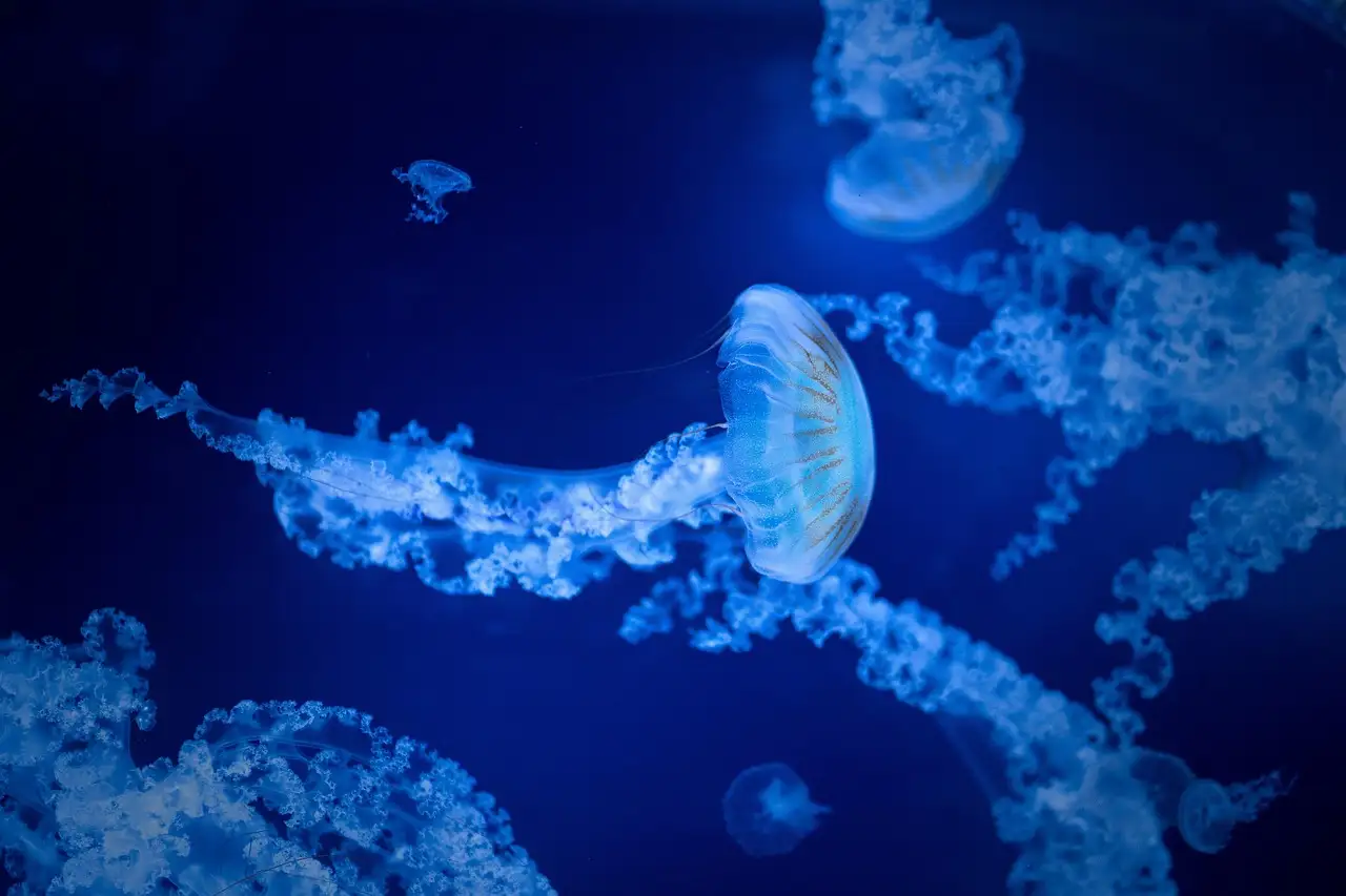 Pale blue jellyfish with long trailing tentacles glowing against a dark blue tank