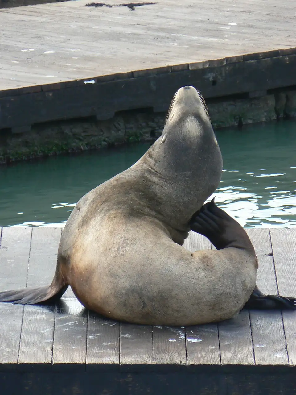 A California sea lion resting on a wooden dock beside the water