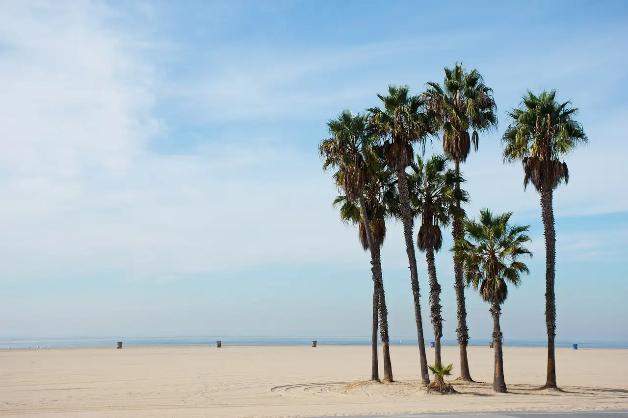 A cluster of tall palm trees on the wide, empty sand of Santa Monica beach