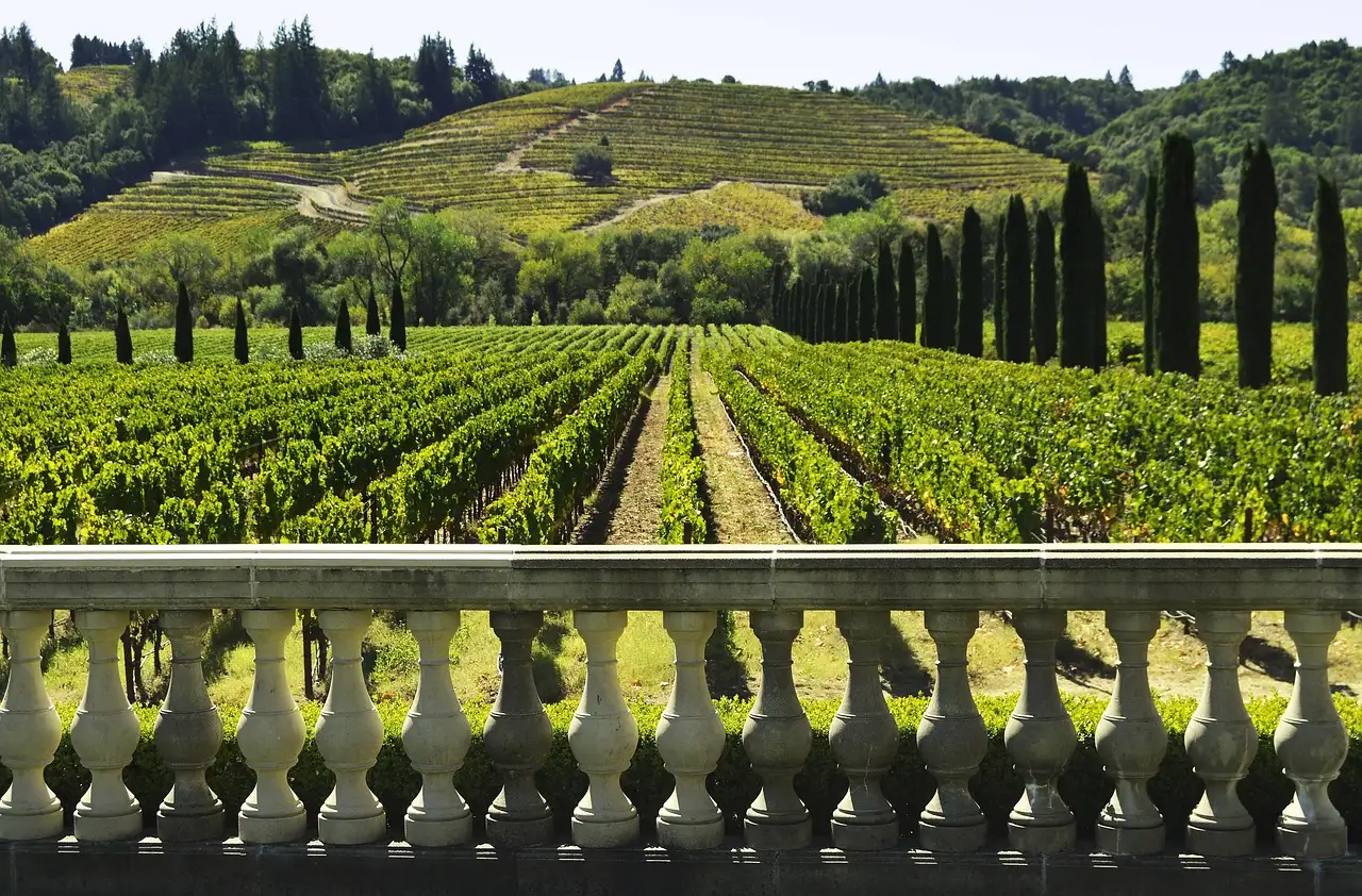 Rows of green vines on rolling hills in California wine country, seen over a stone balustrade