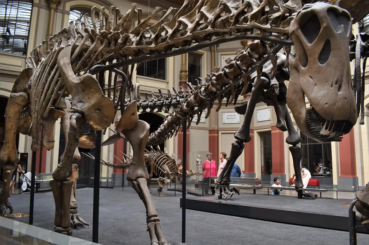 Large long-necked dinosaur skeletons in a museum hall