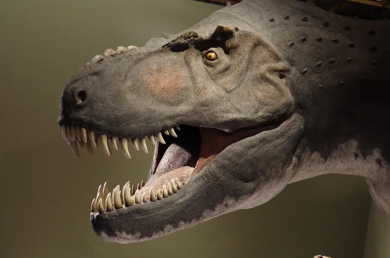 Model of a meat-eating dinosaur head with open jaws and sharp teeth in a museum