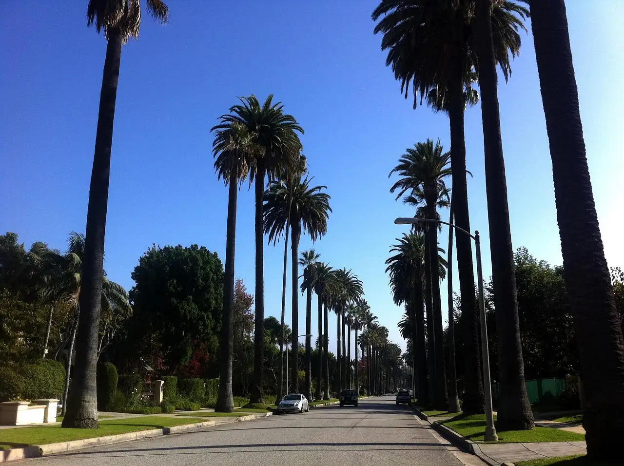 A quiet Beverly Hills street lined with tall palm trees