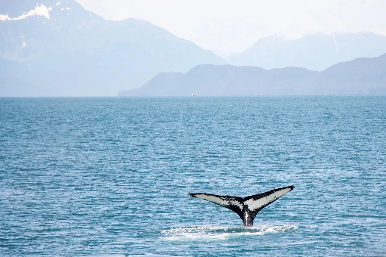 A whale's tail above calm water with mountains behind