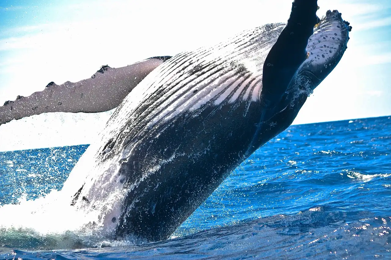 A humpback whale leaping out of the water