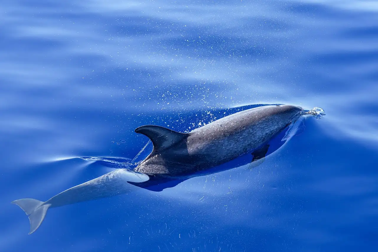 A dolphin surfacing in blue ocean water