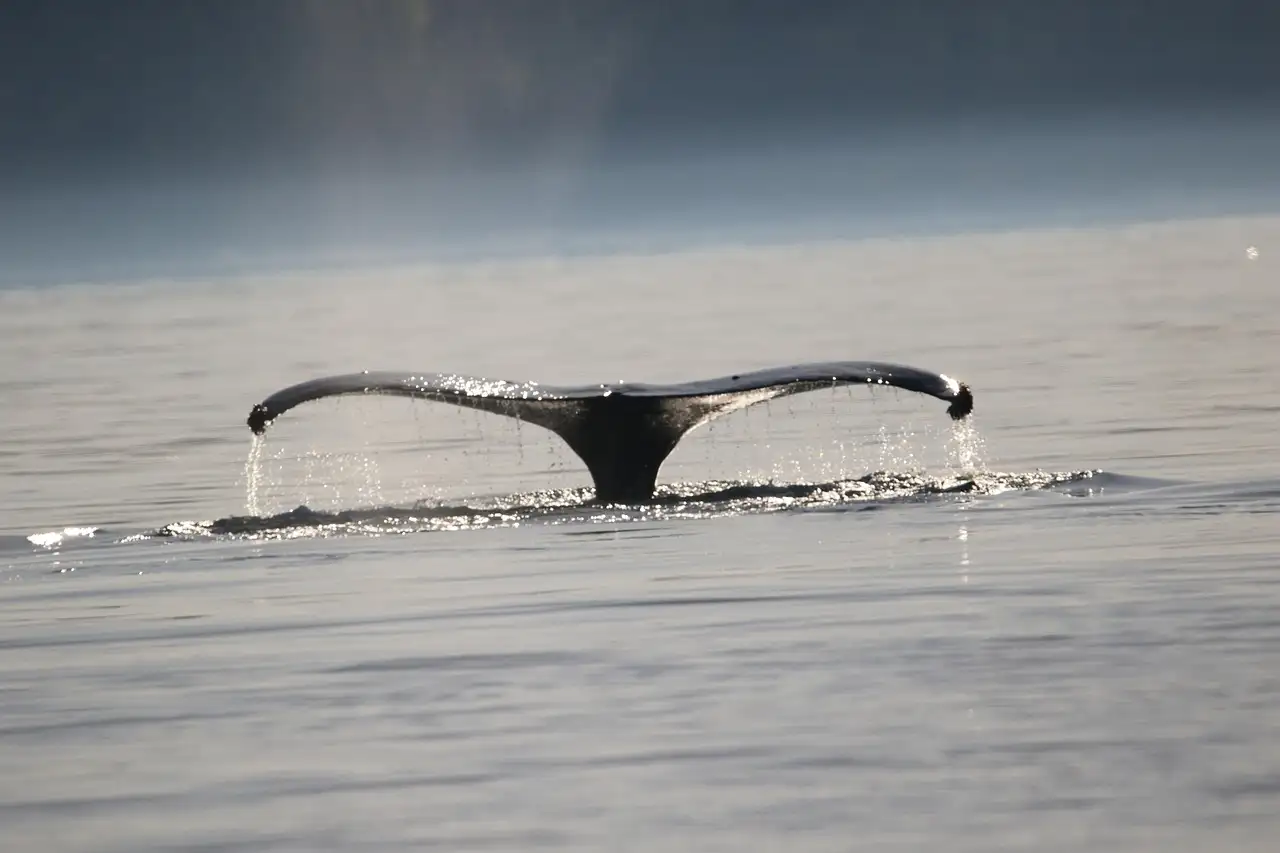 A humpback whale's tail dripping water as it dives