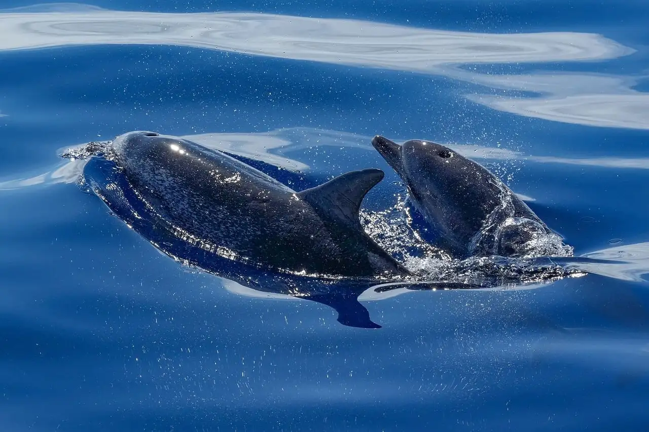 Two dolphins surfacing side by side