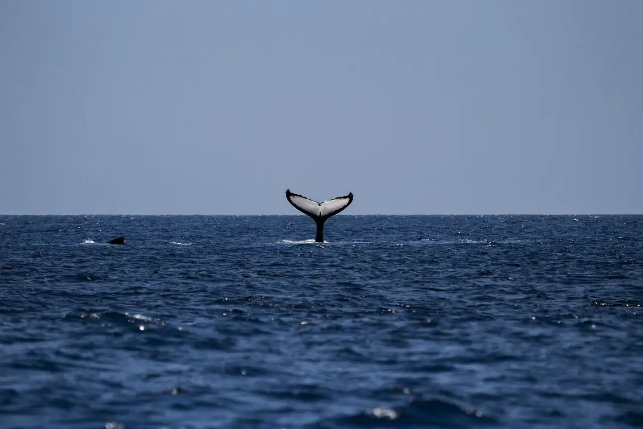 A whale's tail above dark blue water as it dives