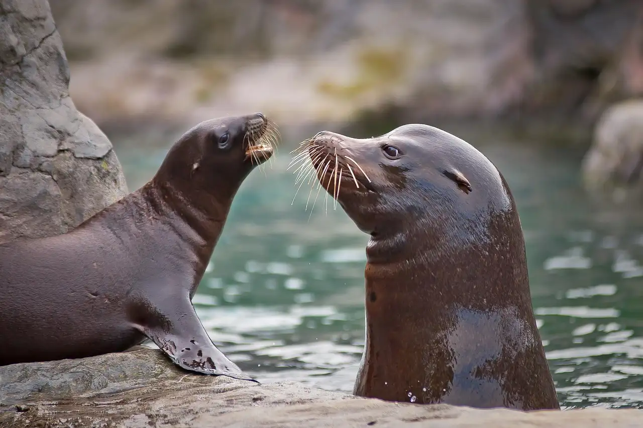 Two sea lions face to face beside the water